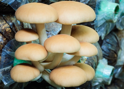 Mushroom growing humidification