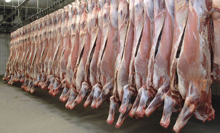 Condair humidifier reduces carcass weight loss