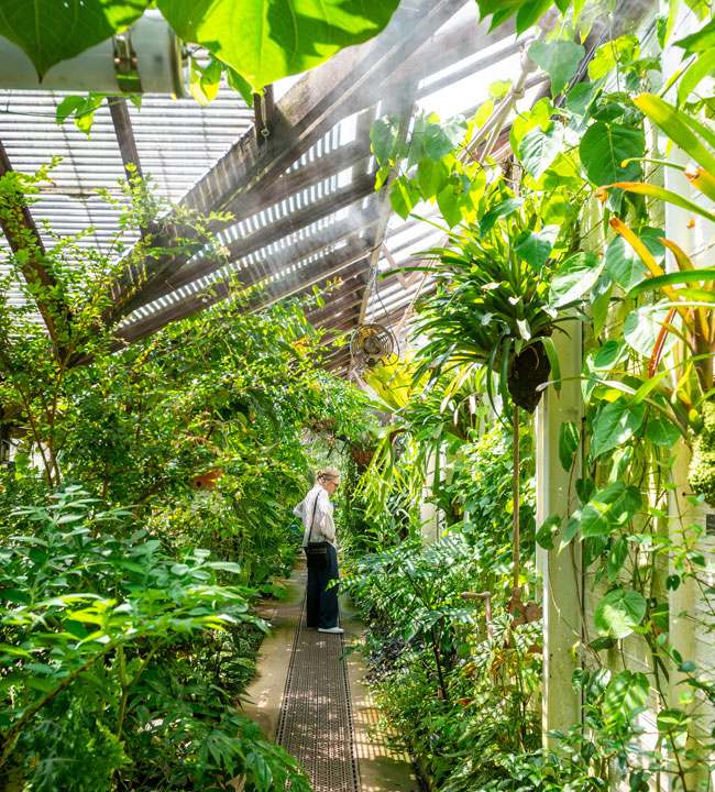Chelsea Physic Garden is home to more than 4,500 species of medicinal, edible and useful plants