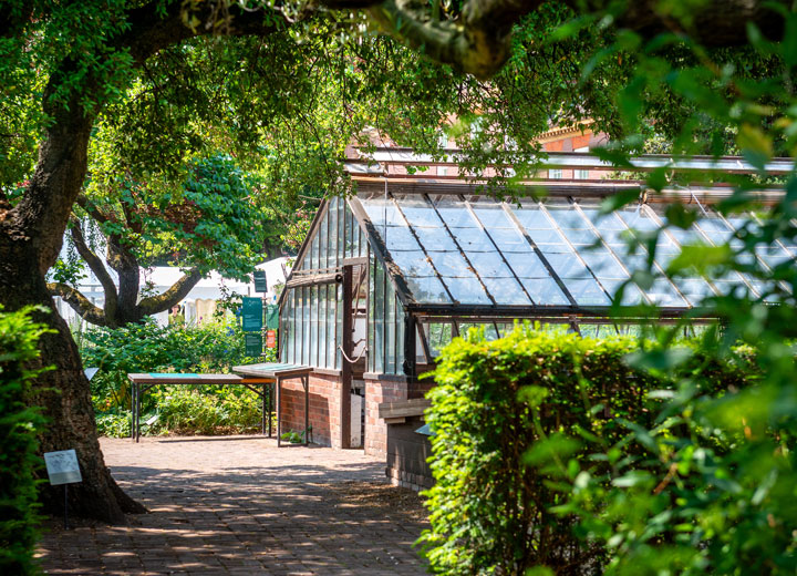 The garden’s historic glasshouses are key to cultivating sensitive tropical and subtropical species, such as cocoa and vanilla
