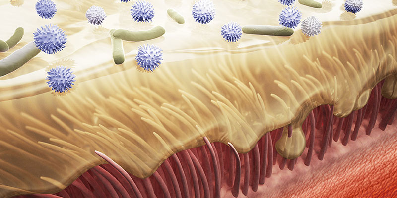 Optimal humidity aids mucociliary clearance