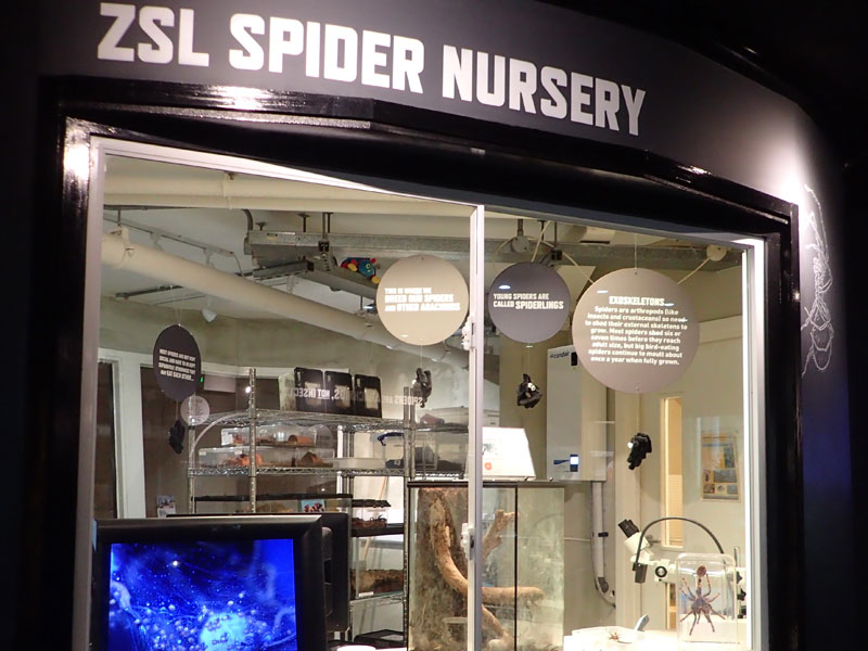 The Spider Nursery at London Zoo. The Spider Nursery at London Zoo.