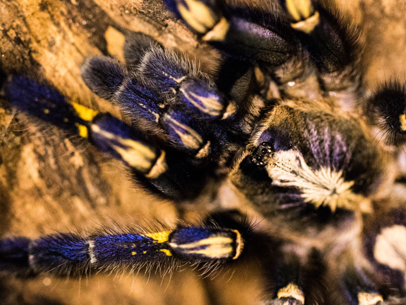 A rare Peacock Parachute spider at ZSL London Zoo's spider nursery. A rare Peacock Parachute spider at ZSL London Zoo's spider nursery.